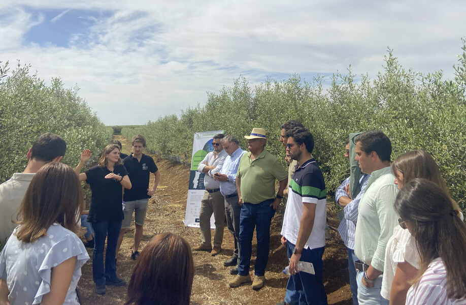 Ação de demonstração Piloto para a gestão de rega e fitossanidade em olival